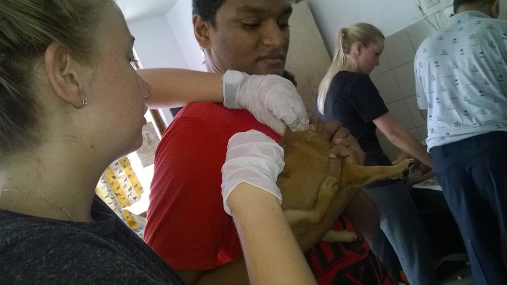 An intern getting Veterinary Medicine work experience in Sri Lanka examines a dog being held by its owner. A pet owner observes as his dog is examined by a Veterinary Medicine intern in Sri Lanka.